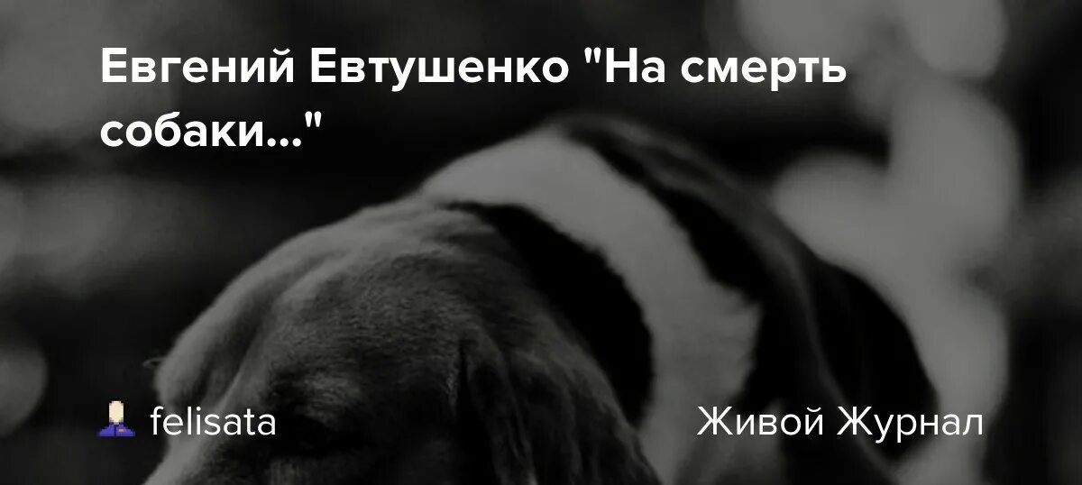 Соболезнования о смерти собаки. Евтушенко с собаками. Мой пес евтушенко стихотворение