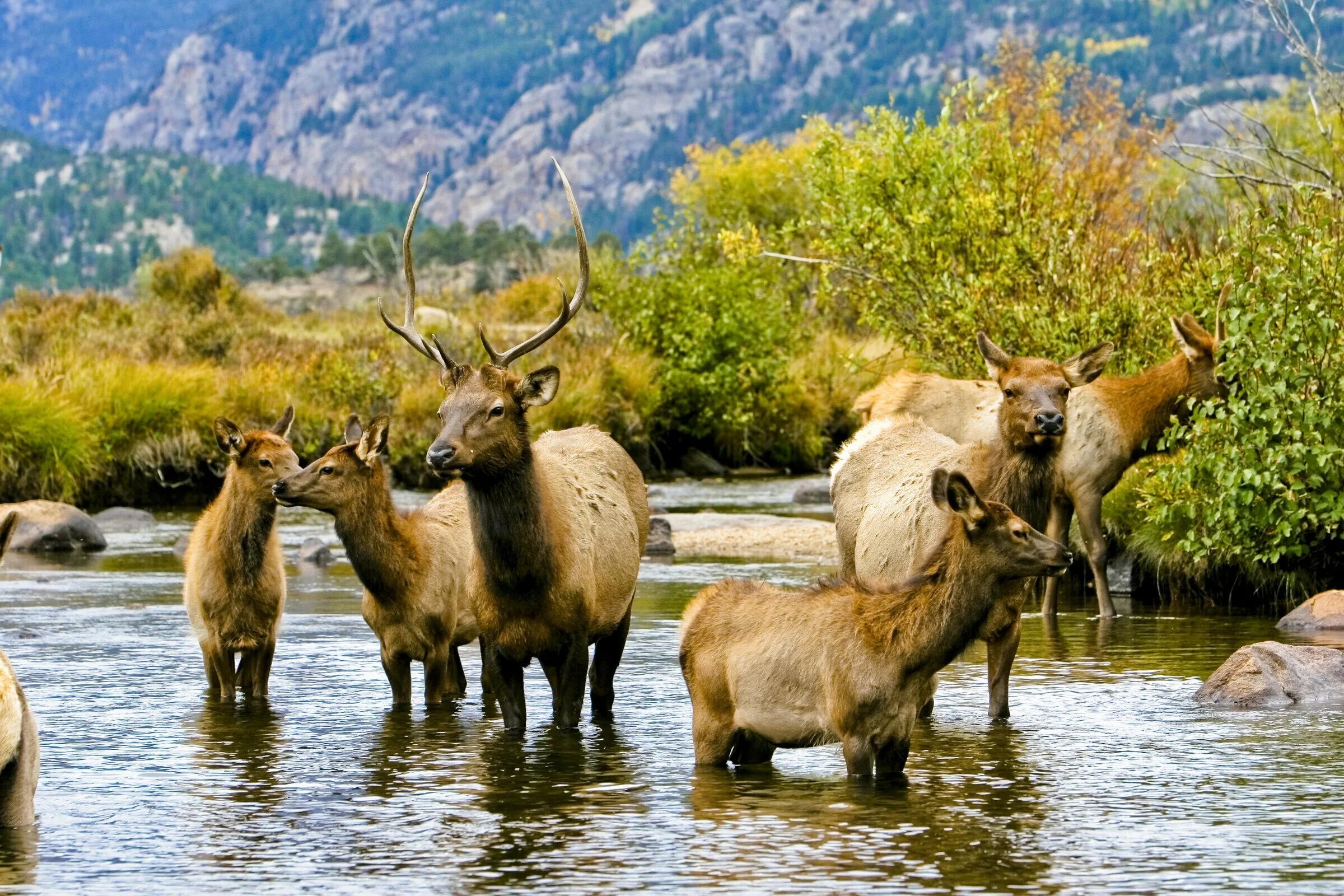 Где есть национальные парки. Заповедника национального парка животные России. Rocky Mountain National Park животные. Заповедник национальный парк. Тебердинский национальный парк.