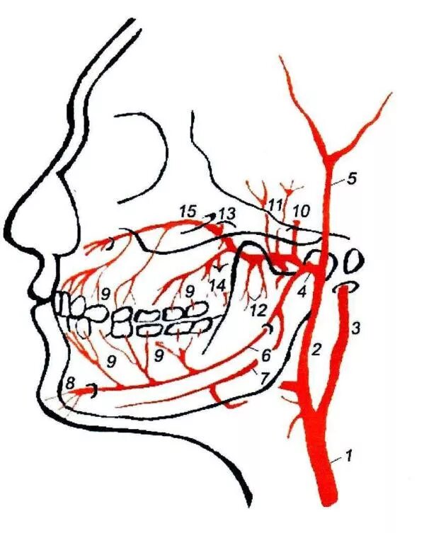 A maxillaris. Верхнечелюстная артерия схема. Верхнечелюстная артерия ветви схема. Кровоснабжение нижней челюсти схема. Схема кровоснабжения верхней челюсти.