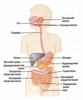 Пищеварительный канал человека