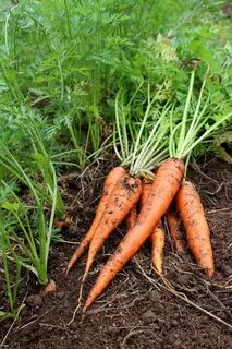 Известно что морковь посевная двулетнее растение корнеплоды