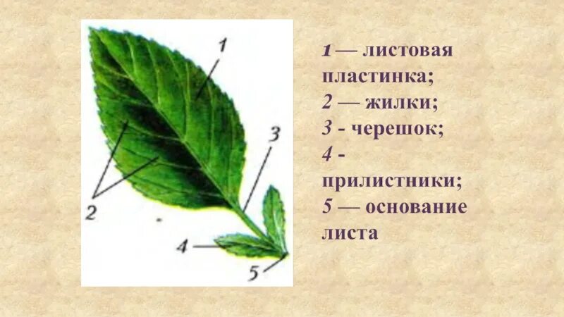 Листовая пластинка 2 – черешок 3 – жилка. Черешок прилистники листовая пластинка. Прилистник черешок основание листа. Строение листа черешок прилистники листовая пластинка.