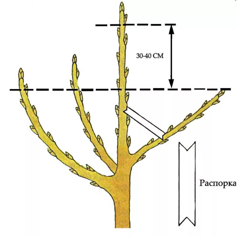 Можно ли обрезать нижние ветки. Схема обрезки саженцев яблони. Схема обрезки саженцев яблони весной. Обрезка яблони весной схема. Обрезка колоновидных яблонь осенью.