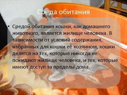 Среда обитания кошки