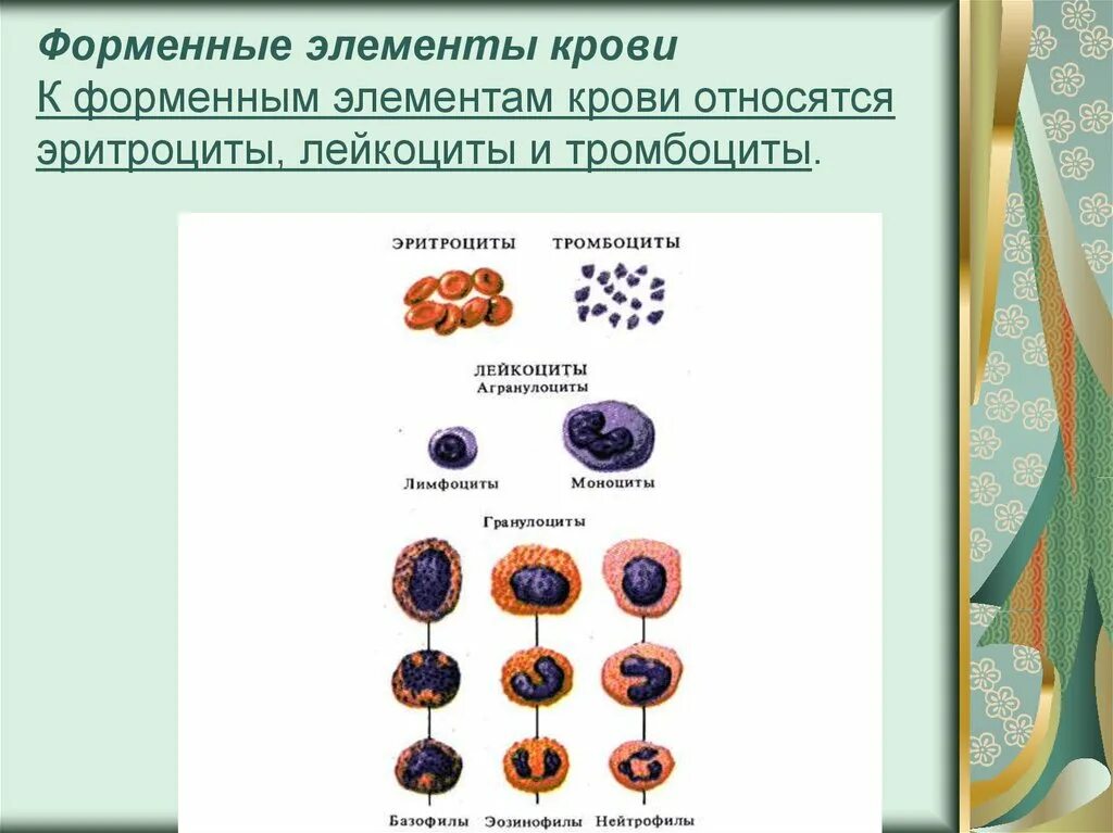 Форменные элементы формы. Форменные элементы крови. Агранулоциты. К форменным элементам крови относятся альвеолоциты. К форменным элементам крови не относятся. К форминным элементы крови относится.