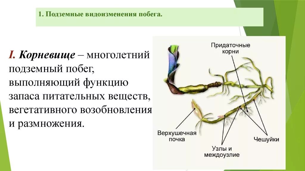 Корневище это подземный побег