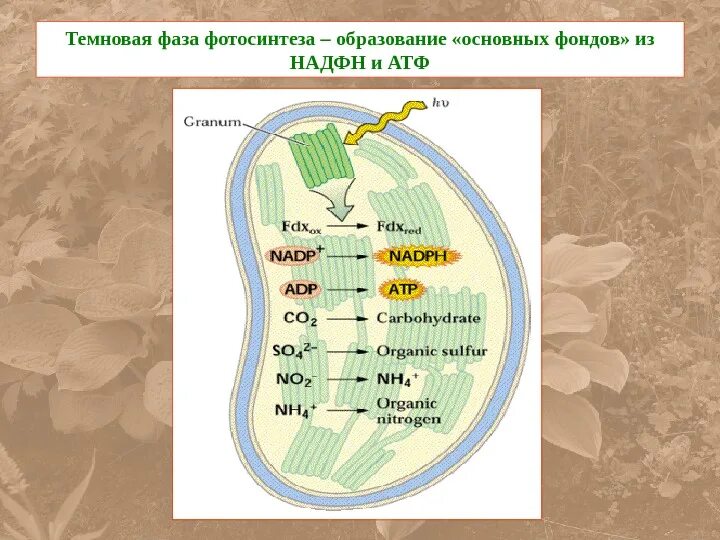 Co2 h2o фотосинтез. Темновая фаза фаза фотосинтеза. Образование АТФ В фотосинтезе. НАДФН темновая фаза. Темновая фаза фотосинтеза это в биологии.