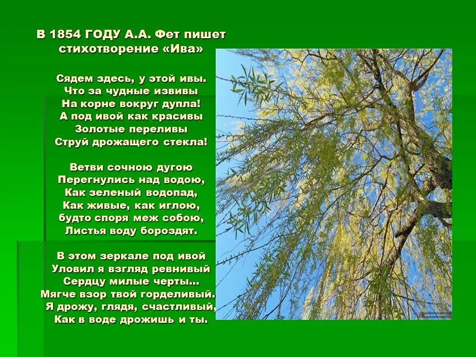 Стихотворение которое похоже на песню. Ива фет. стихотворение фета ивы и березы. ива стихотворение. стих про иву.