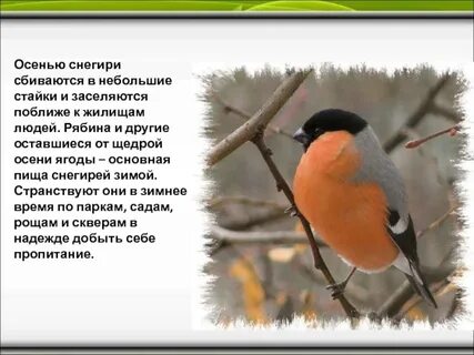 Снегирь описание для детей