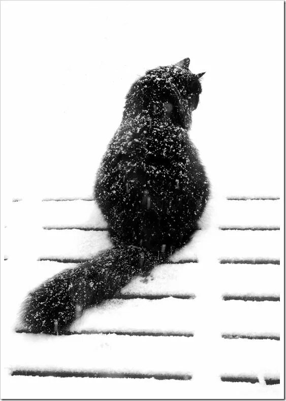 Кота ушел зимой