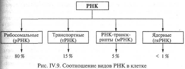 Кодирующие рнк. Виды рнк таблица. основные типы рнк эукариот таблица. схемы видов рнк, функции. виды рнк и их функции таблица.