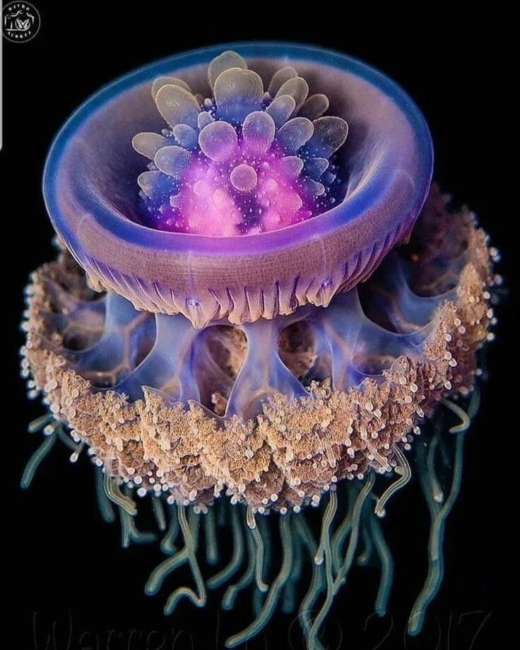 Pelagia noctiluca Colorful jellyfish, Jellyfish photography, Jellyfish images