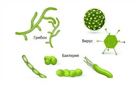 Вирусы проходят через бактериальные фильтры