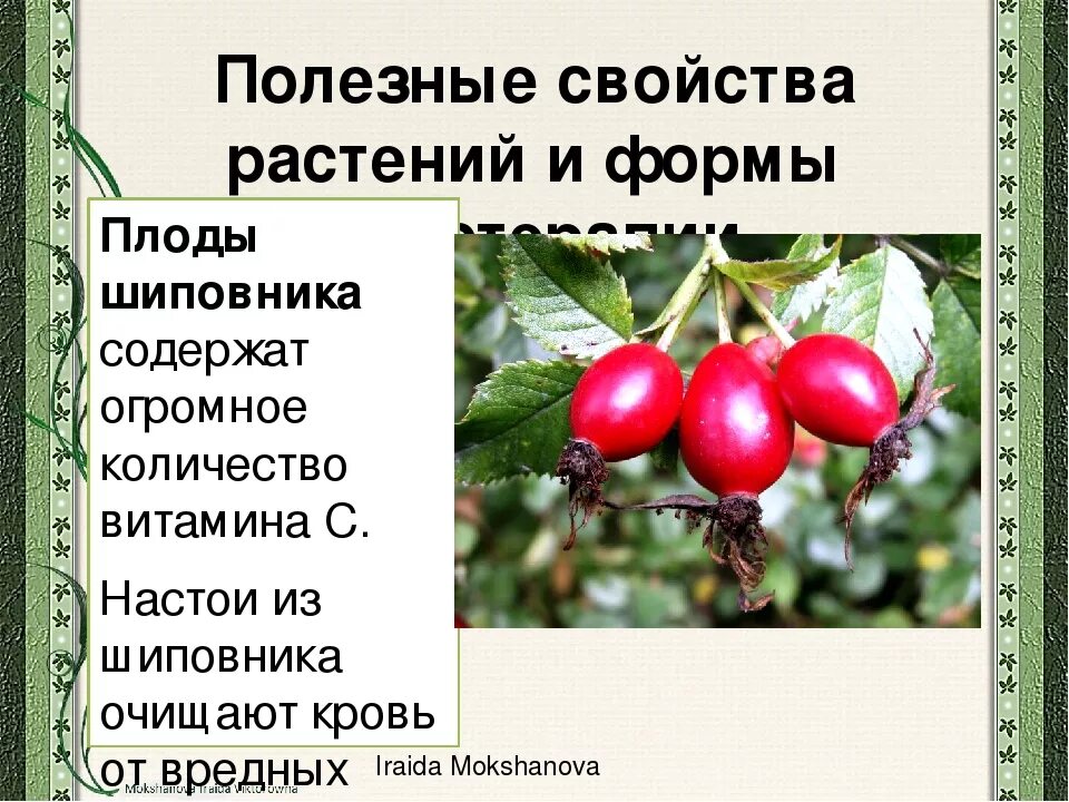 Шиповник польза вред для мужчин. Шиповник лекарственное растение. Чем полезен шиповник. Лекарственное растение плоды шиповника. Полезное растение шиповник.