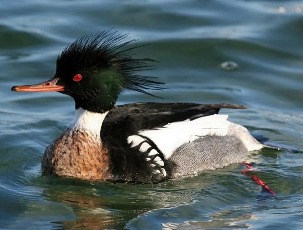 Большой крохаль Mergus Merganser. Утка крохаль луток. Утка крохаль длинноносый. Нырок крохаль. Крохаль птица