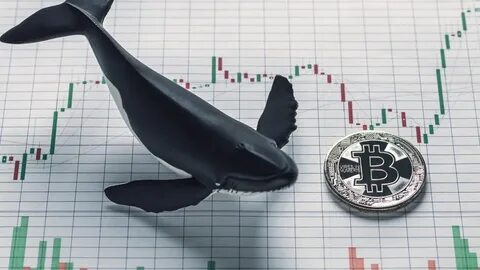 Whales market