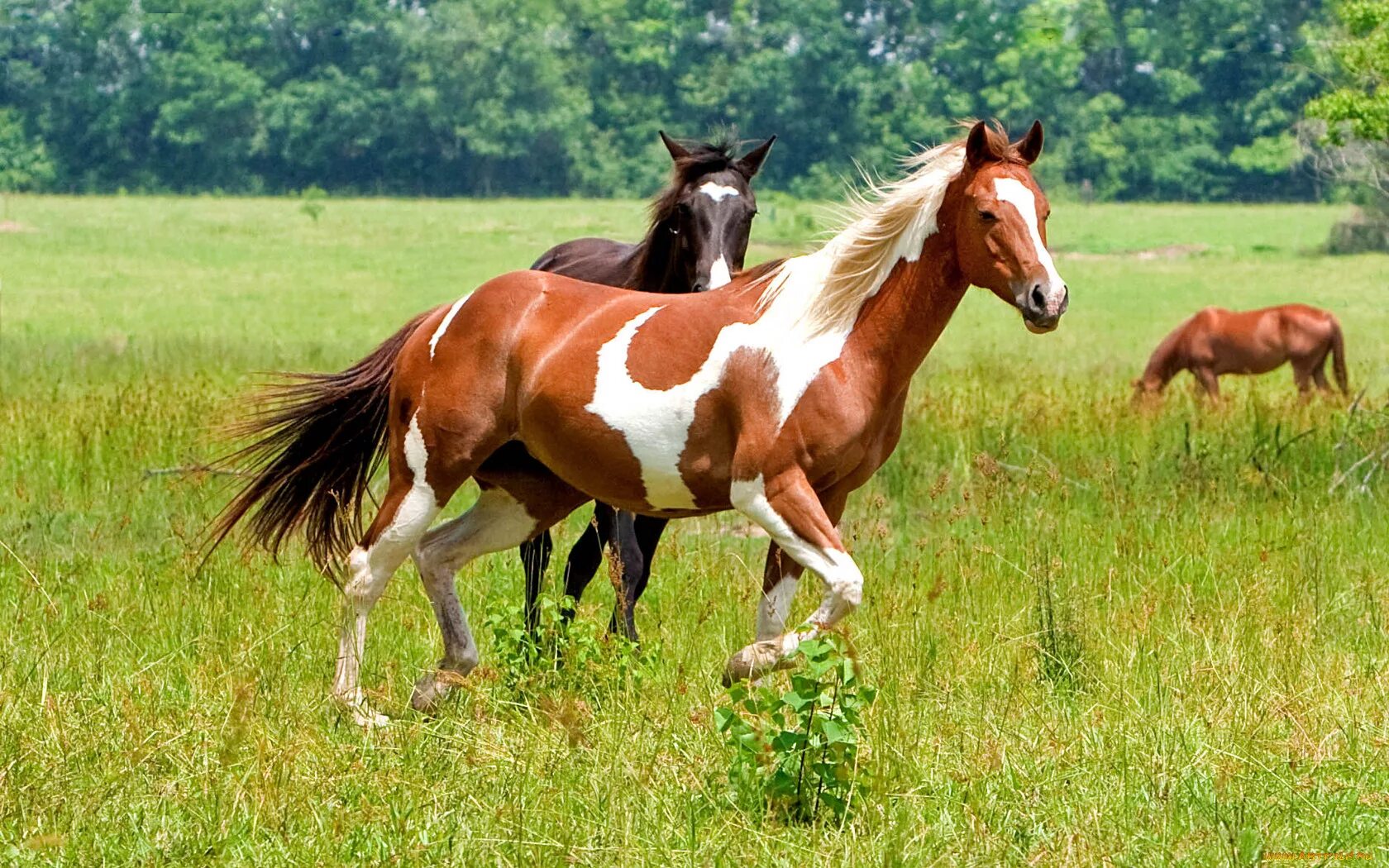 Обь животные. Equus Ferus caballus. Домашняя лошадь. Домашние животные лошадь. Лошадь фото.