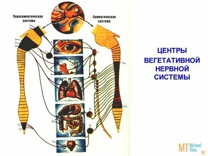 Центр вегетативной нервной системы