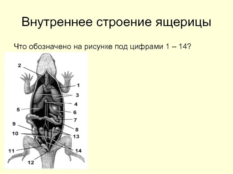 Строение ящерицы 1. Внутр строение ящерицы. Внутреннее строение варана. Внутренне строение органов ящерицы. Внутриниестроение ящерицы.