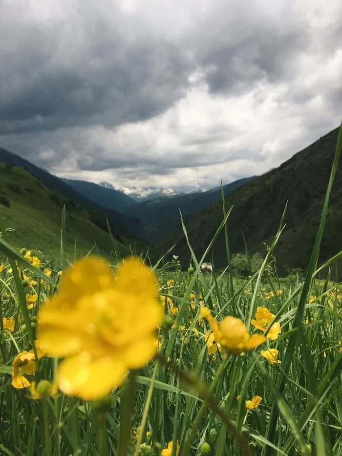 Северная осетия цветы. Северная Осетия Алания природа. Северная Осетия Алания горы и цветы. Горный цветок Северной Осетии. Желтые горные цветы.