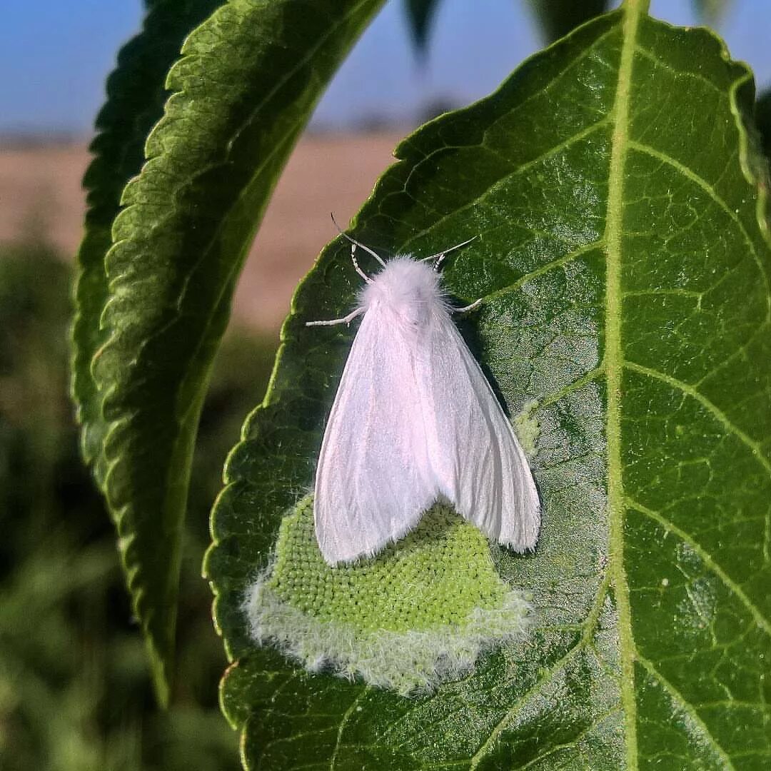 Американская белая бабочка Hyphantria cunea Drury. Американская белая бабочка карантинный вредитель. Имаго американской белой бабочки. Гусеницы американской белой бабочки (Hyphantria cunea). Гусеница белой бабочки