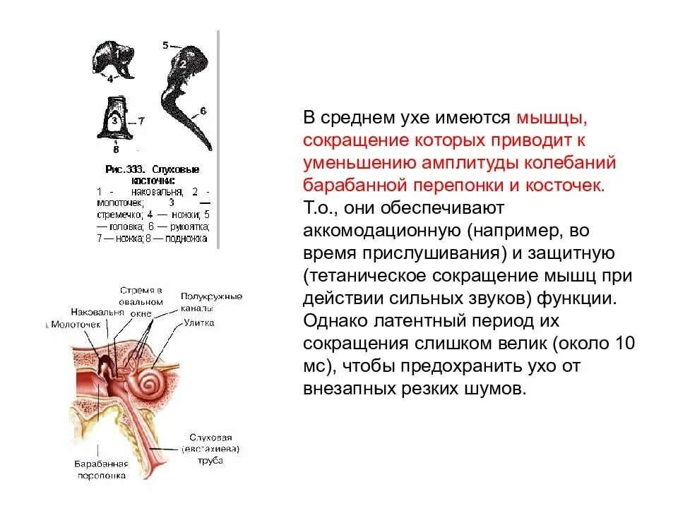 Мышцы барабанной перепонки. Мышца среднего уха натягивающая барабанную перепонку. Функции косточек среднего уха. Функции косточки и мышцы среднего уха. Косточки среднего уха и их функции.