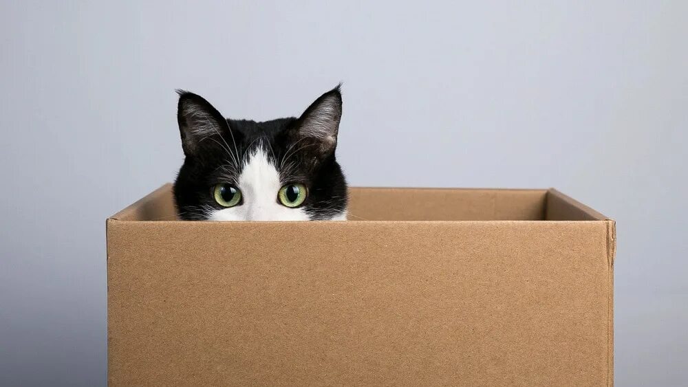 Почему коты любят коробки. Почему коты любят коробки