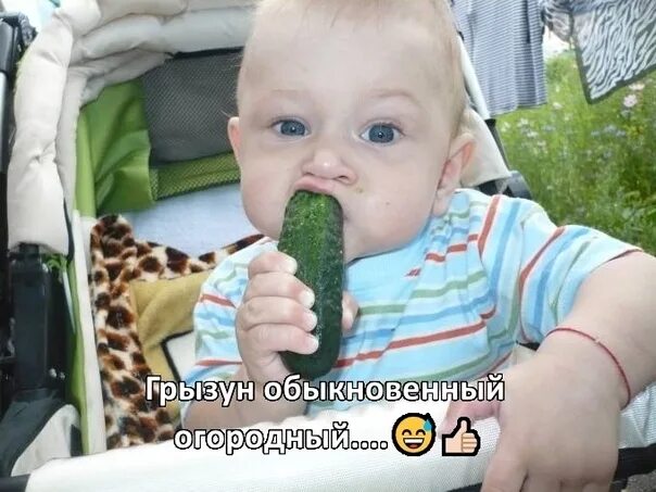 Малыш ест огурец. Девочка с огурцом. Огурец для детей. Огурец для детей. Огурец для детей.