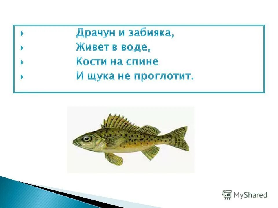 загадка щука хвоста махнуть. около проруби сидят белые голуби отгадка. щука хвостом махнула лес погнула отгадка. загадка про щуку 1 класс. щука хвостом махнула лес погнула.