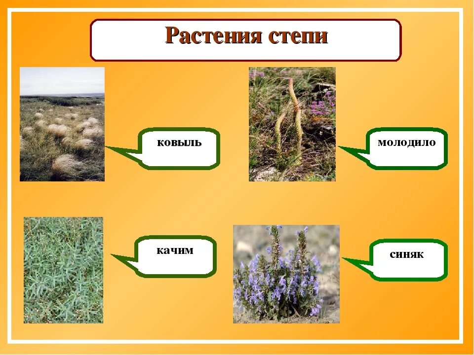 Растения степи 4 класс окружающий мир. Растения степи. растения зоны степей. природная зона степь растения. типичные растения степи.