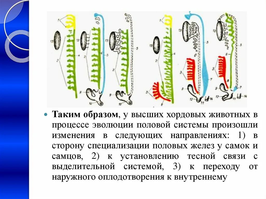 Филогенез систем. Развитие выделительной и половой системы у позвоночных. Филогенез выделительной и половой систем позвоночных животных. Эволюция половой системы беспозвоночных. Эволюция половой системы хордовых животных.