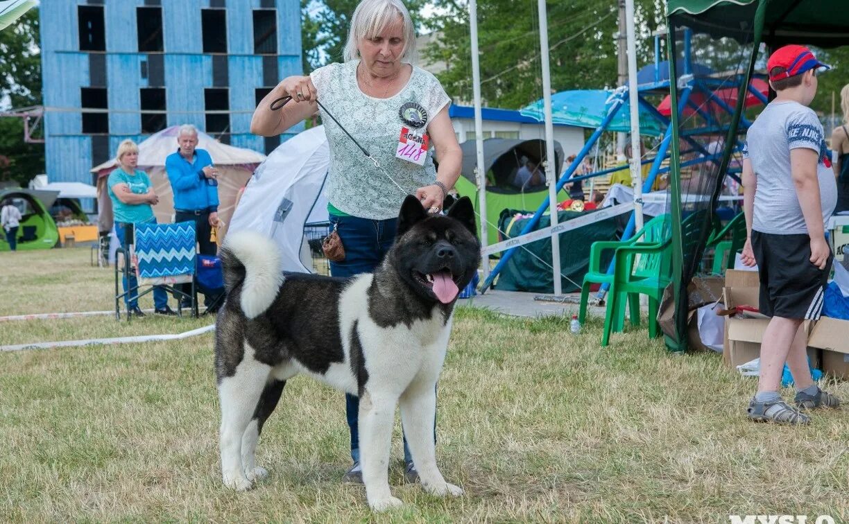 Выставка собак в туле