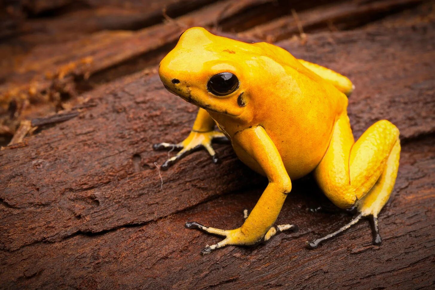 золотистый листолаз. бывает ли желтый. листолаз и древолаз. примроуз махровая сирень жёлтая. лягушка желтого цвета.