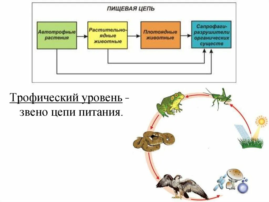 Приведи пример пищевых связей аквариума. Схема трофической цепи. Пищевая трофическая цепь. Трофическая цепочка питания. Схема пищевой цепи.