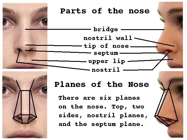 Нос перевести на английский. Parts of the nose. Нос анатомия англ. Parts of the Human nose.