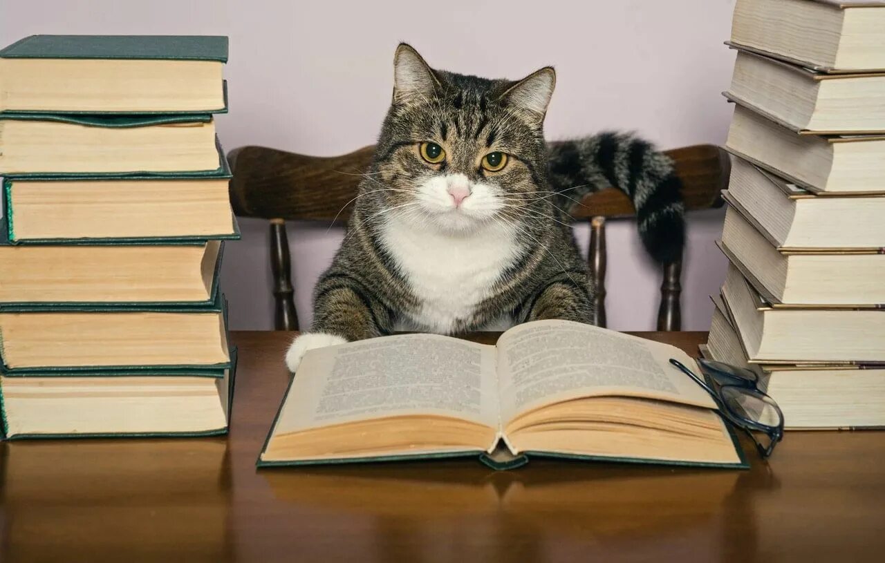 Котик учит