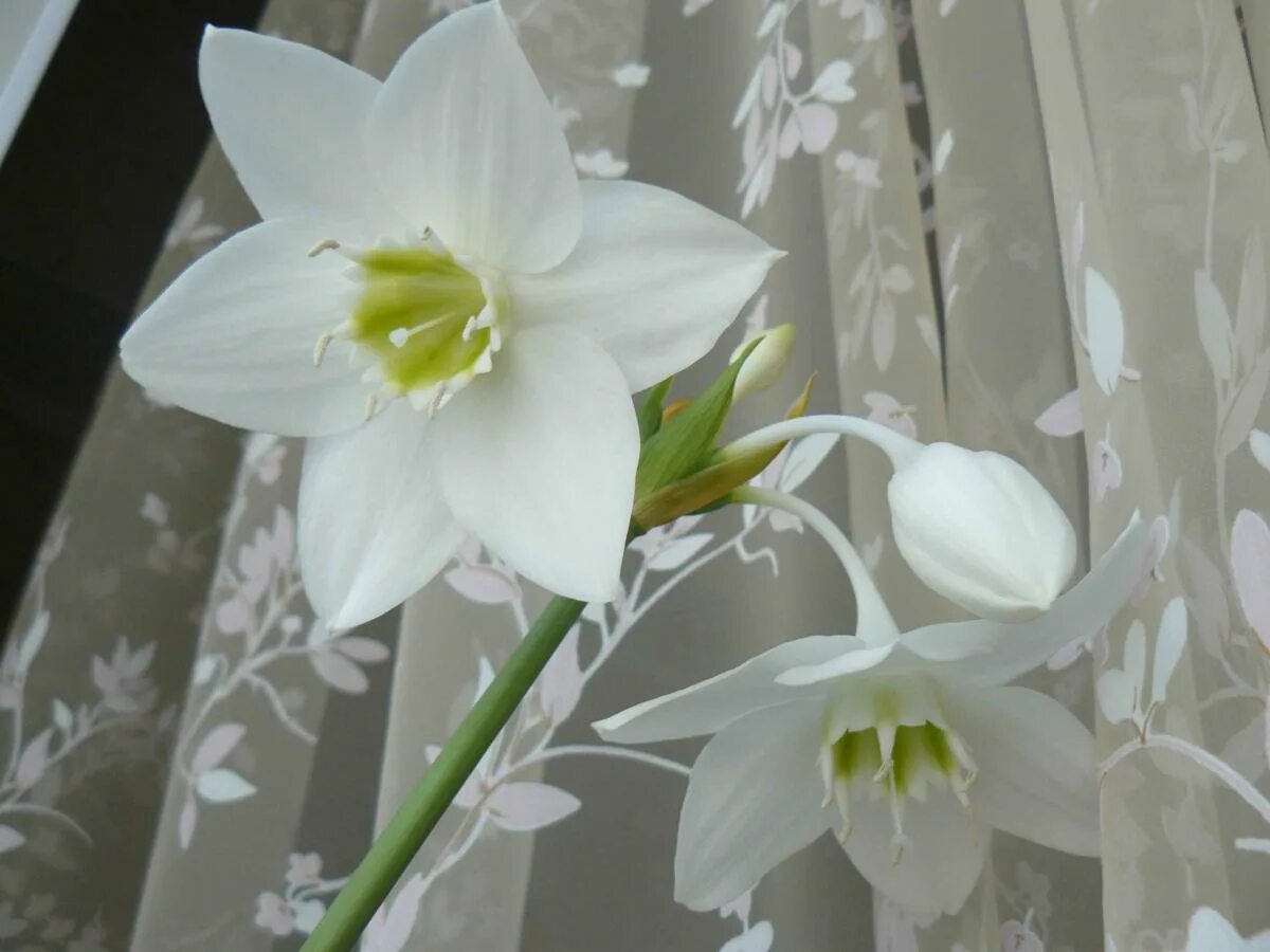 Эухарис из семян. Эухарис амазонский. Эухарис оранжевый. Эухарис grandiflora. Комнатный нарцисс эухарис.