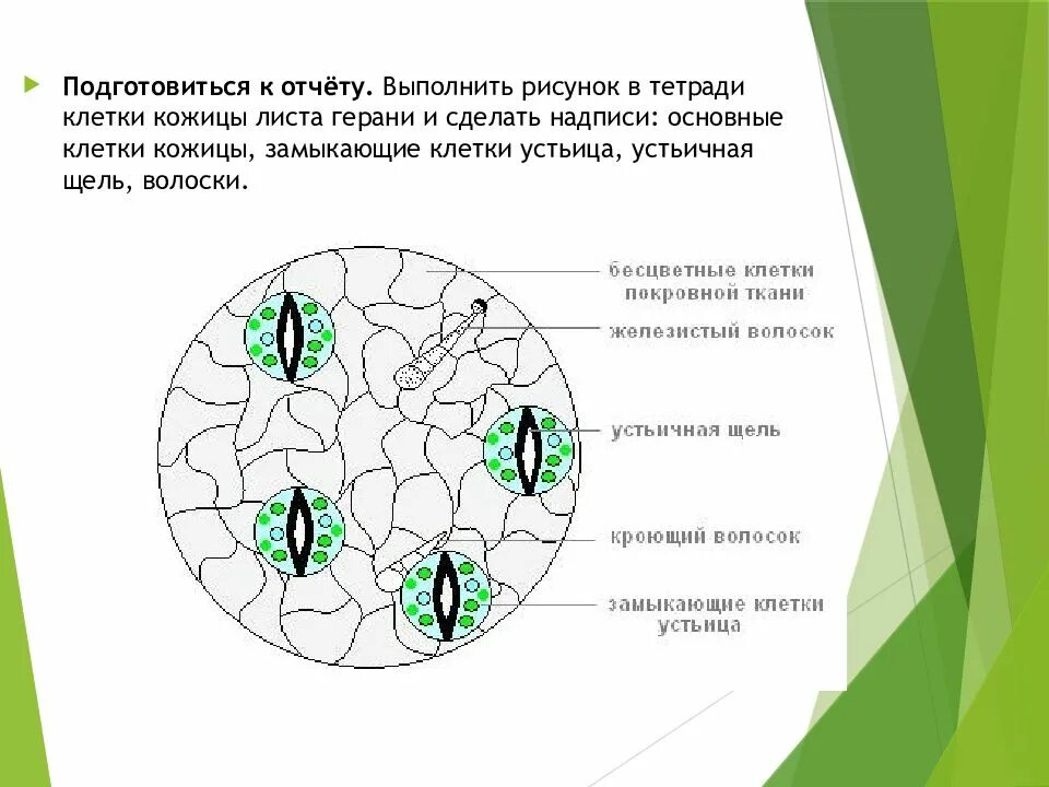 Хлоропласты в устьицах. Покровная ткань эпидермис листа герани. Эпидермис листа герани под микроскопом строение. Строение покровной ткани эпидермиса листа. Клетки эпидермы листа пеларгонии.