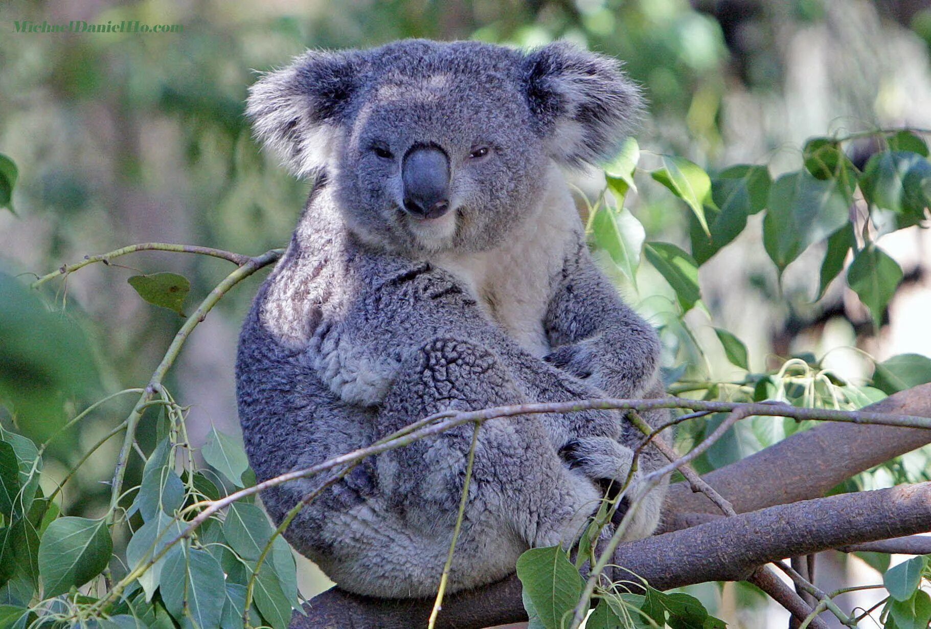 В австралии живут медведи. Медведь коала. Животные Австралии коала. Коала на эвкалипте. Мишка коала на эвкалипте.