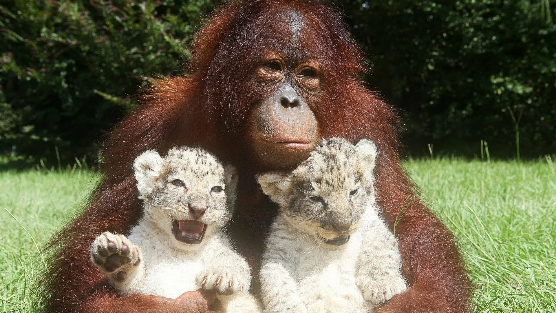 Детеныш обезьяны. Обезьянки карликовый капуцин. Детеныш обезьяны. Маленькая обезьянка капуцин. Детеныш обезьяны как называется.