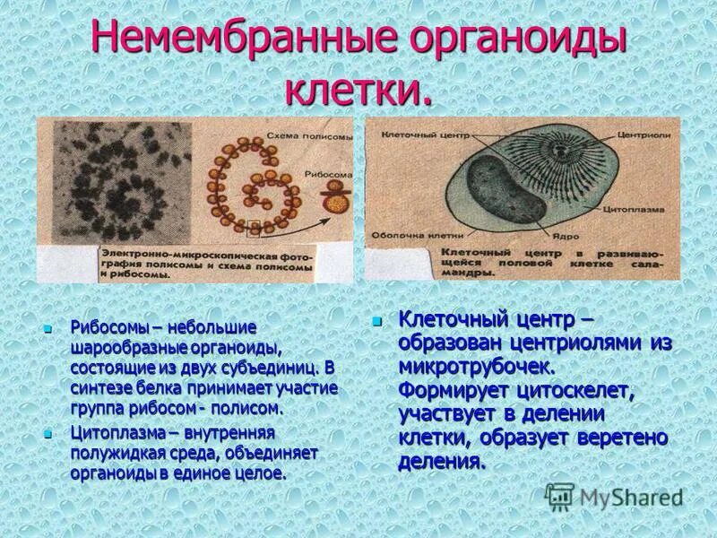 Назовите мембранные и немембранные органоиды клетки и их функции. Характеристика органоидов. Органоиды клетки и их функции таблица. Органоиды цитоскелет строение и функции. Мембранная структура органоидов клетки.