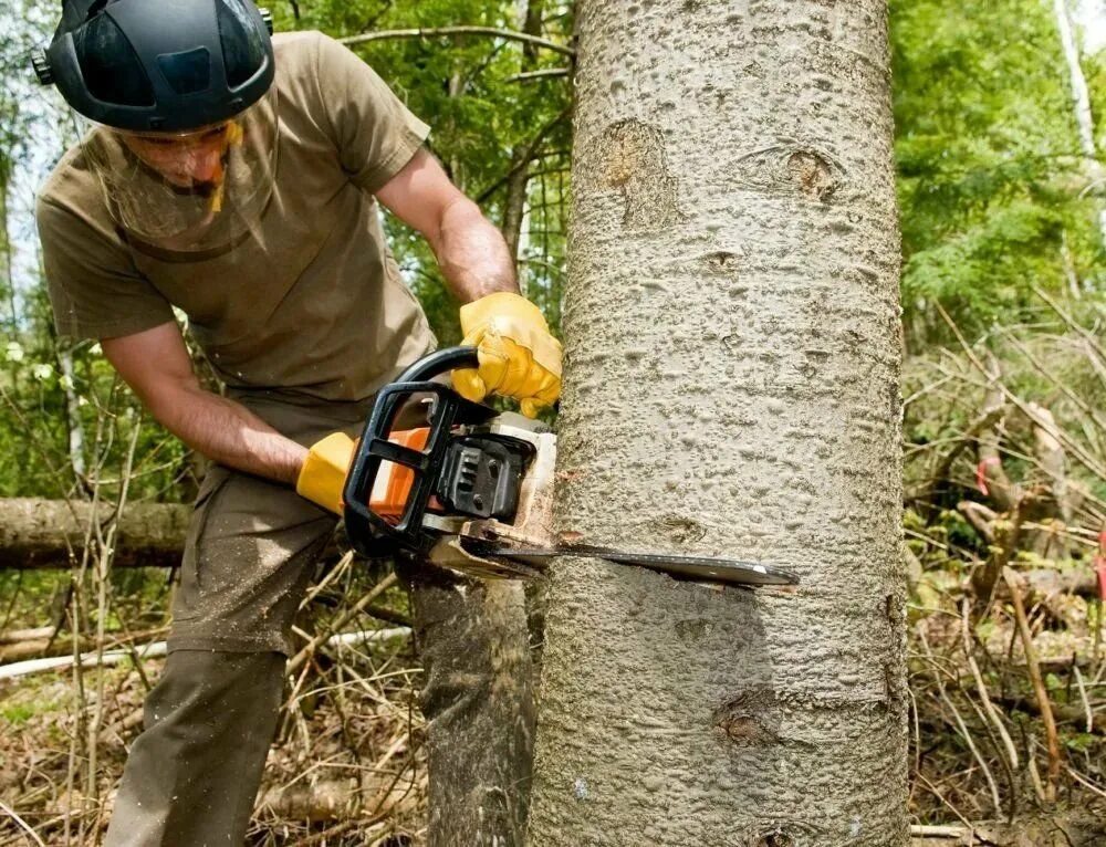 Валка леса. Tree service. Cutting Trees. Cut down.