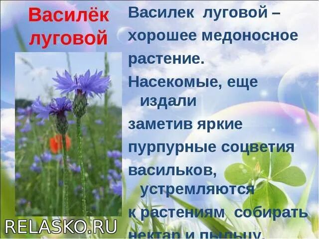 Природное сообщество окружающий мир. Природное сообщество луг растения. Природное сообщество луг доклад. Луг окружающий мир 3 класс. Луг 3 класс окружающий.