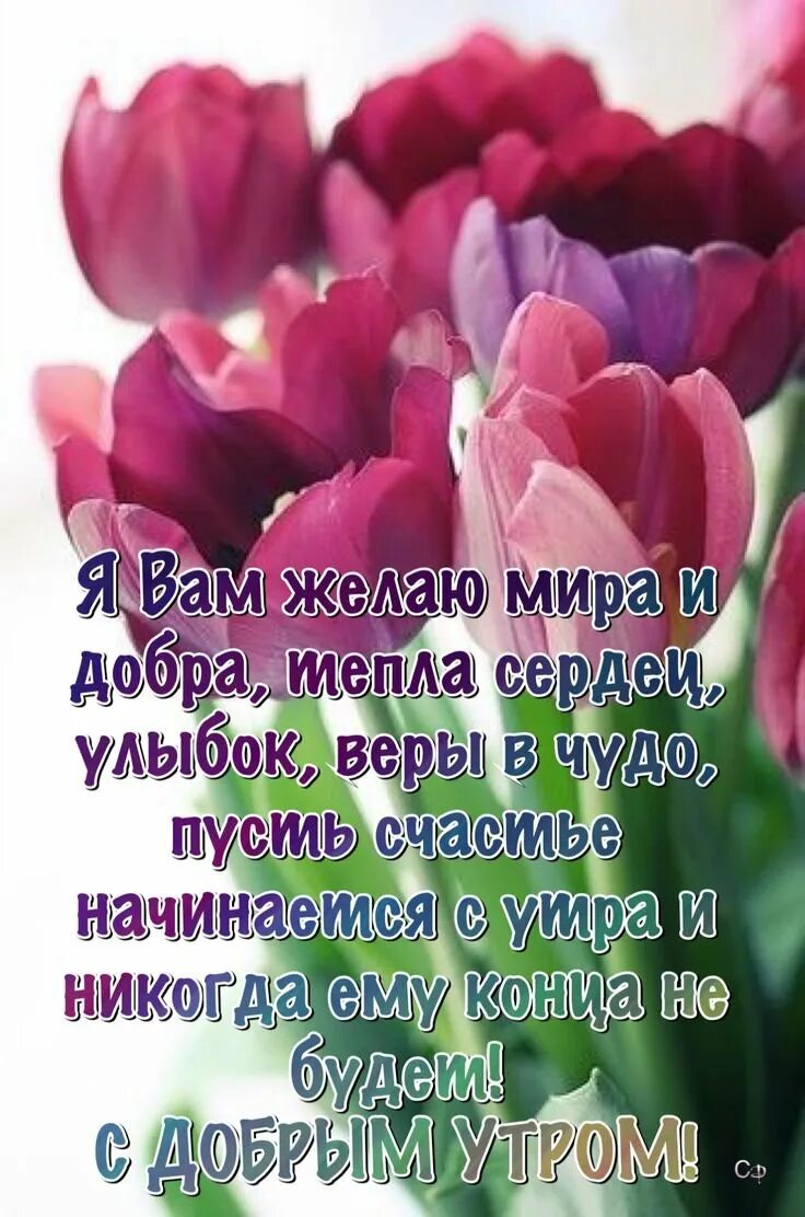 Доброе весеннее утро с мудрыми мыслями. Мудрые пожелания с добрым утром. Умные поздравления с добрым утром. Пожелания, высказывания.