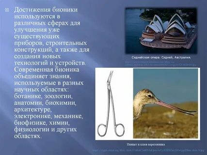Примеры бионики в жизни человека