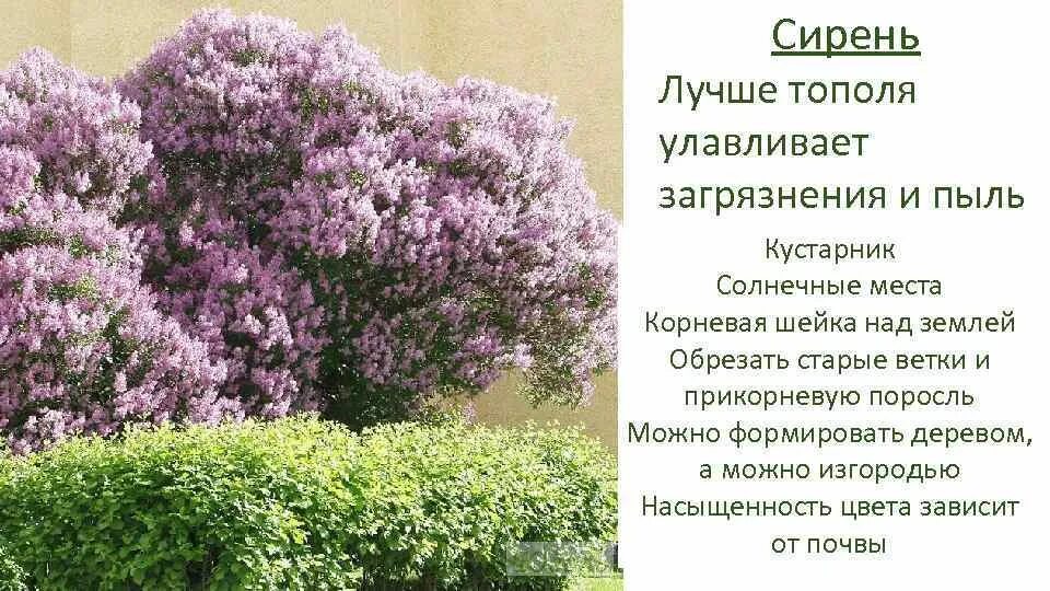 Кустарники для солнечных мест. Формирование сирени деревом. Сирень кустарник обрезают. Группа из деревьев и кустарников для солнечных мест.