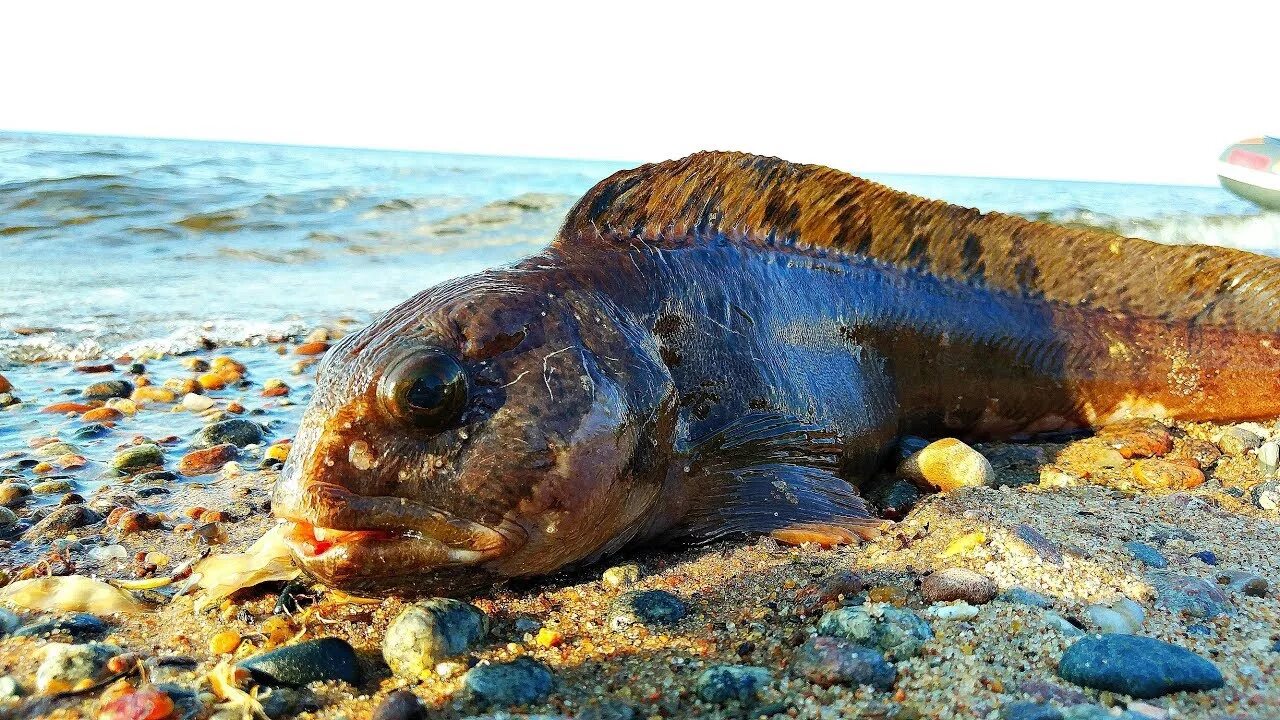 Британия рыба баренцево. Зубатка Баренцево море. Морская рыба зубатка. Зубатка белое море. Зубатка рыба белое море.