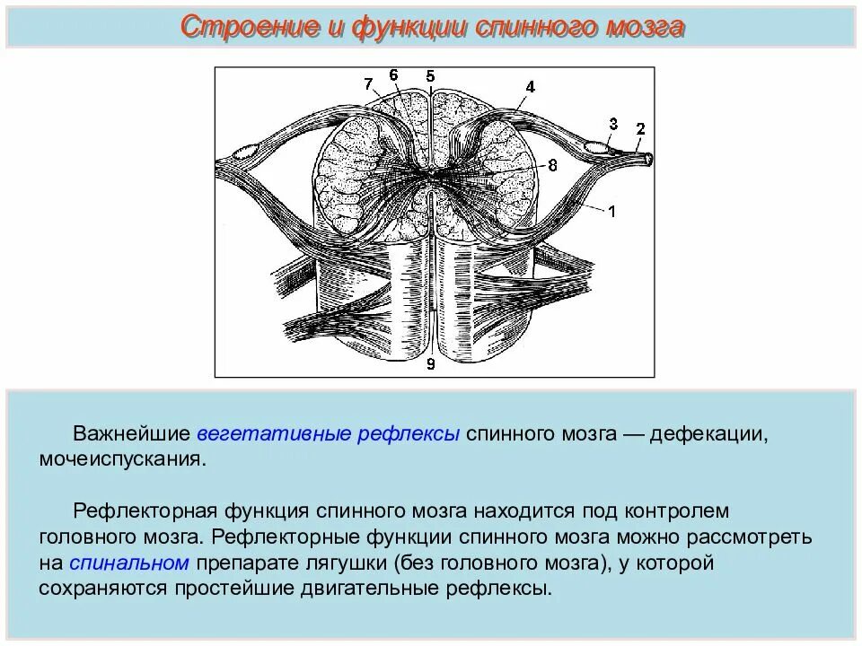 Головной и спинной строение и функции. Рефлекторная функция спинного мозга строение. Функции спинного мозга рефлекторная вегетативные. Строение и функции спинного мозга 8 класс биология. Строение спинномозговых нервов.