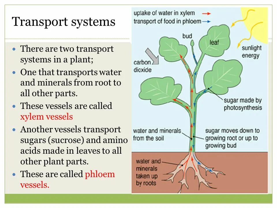 Plant video. Transport System in Plant. Transport of Water in Plants. What is Plant. Plant Introduction.