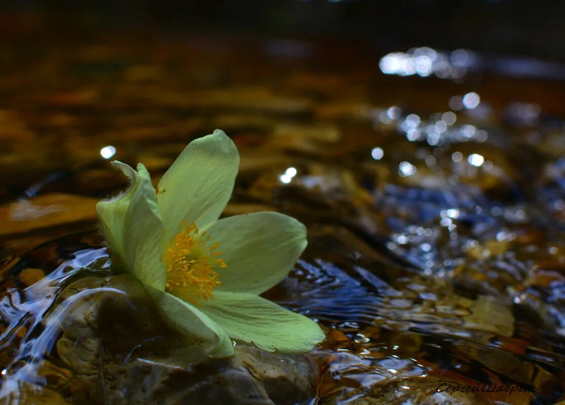 весенний ручеек. медвежий ручей пенсильвания сша водопад. поток весной.